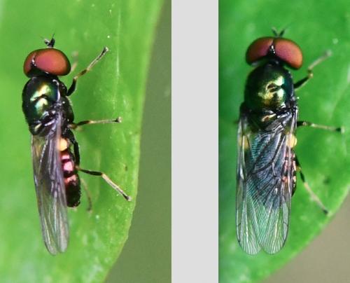Réf. 282 784 : Microchrysa polita